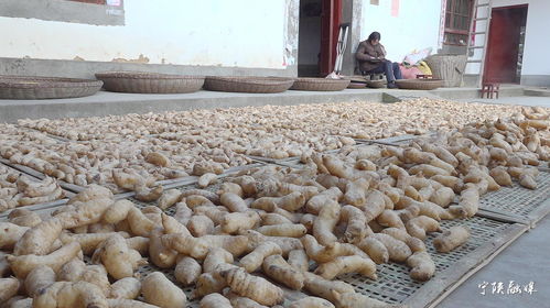 寧陜天麻 香菇地理標志 農(nóng)產(chǎn)品區(qū)域品牌價值分別達到4.23億元 2.26億元