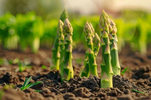 農(nóng)產(chǎn)品成熟營養(yǎng)蔬菜蘆筍圖片攝影圖 廣告素材 下載至來源處