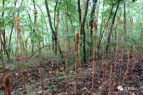 市烏江經濟走廊建設開發專題調研組前來高山調研