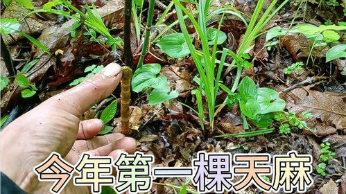 端午節小陳也不在家閑著,進山看天麻長多高了,累瞎眼就找到兩棵