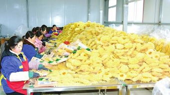 康縣天麻 深山瑰寶遠(yuǎn)銷全國