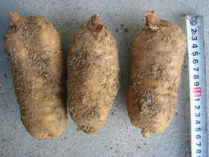 徐洪熊教大家種植天麻，發家致富之路