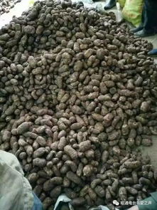 彝鄉寶藏 天麻之外，還有這些生態饋贈值得品味